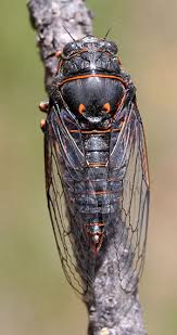 Cigarras para dibujar life cycle of a cicada cicada coloring page cicada coloring pages cicada coloring page sketch simple cicada line drawing insect 1. Cicadas 5 590 Extension