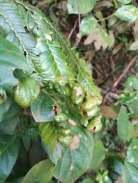 Image result for Anisophylleaceae