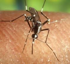 West nile virus (wnv) is a virus capable of causing disease in humans. Cazuri De Infectie Cu Virusul West Nile In Romania Cum Va Puteti Feri De Tantari Si Care Sunt Simptomele Bolii Tion
