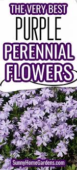 Maybe you would like to learn more about one of these? 16 Purple Perennial Flowers For Stunning Flower Beds Sunny Home Gardens