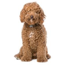 We do blood screening & full panel of genetic testing. The Ultimate Labradoodle Haircut Guide Labradoodles Dogs