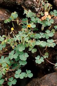 Image result for Oxalis corniculata