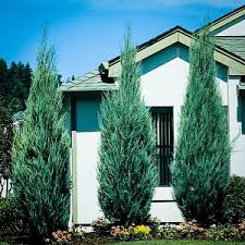 A tall evergreen shrub with a narrow pyramidal habit of growth; Buy Juniper Trees Juniper Trees For Sale The Tree Center