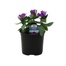 Image result for eustoma maurine