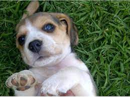 Adoption in the philippines is a process of granting social, emotional and legal family and kinship membership to an individual from the philippines, usually a child. Beagle Pups 2 X Female 1 X Male East Rand Puppies Pedigree Beagle Puppies For Sale Both Parents Kusa Registered Unplanne Beagle Puppy Puppies Beagle