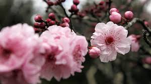 Lifestyle 02 mar 2020 19:03 Bunga Sakura Tidak Cuma Tumbuh Di Jepang Greeners Co