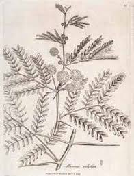 Image result for Mimosa mossambicensis