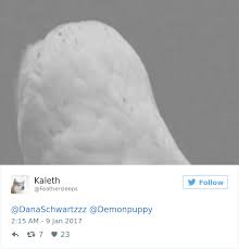 People Can T Get Over This Photo Of A Naked Owl Which Shows How They Look Without The Feathers Bored Panda Owls hunt mostly small mammals, insects, and other birds, although a few species specialize in hunting fish. naked owl