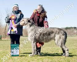 Nikolay lebedev • darstelle… science fiction/fantasy. Welcome Potomac Valley Irish Wolfhound Club Pviwc