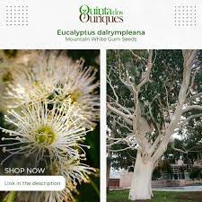 Image result for Aframomum alboviolaceum