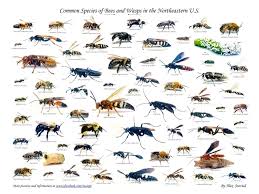 Is a yellow jacket the same as a hornet? Hornet And Wasp Control By Simpl