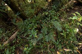 Image result for Arachniodes webbiana