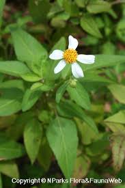 Image result for Bidens pilosa