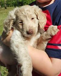 Maria is a f1b2 which is a second generation mini golden doodle. F1b Miniature Goldendoodle For Sale In Avon Indiana Classified Americanlisted Com