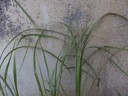 Image result for Leptochloa fusca