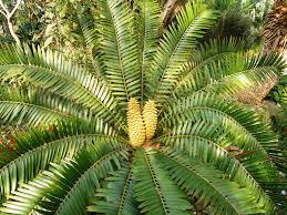 Image result for Encephalartos lebomboensis