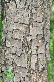 Image result for Pterocarpus rotundifolius