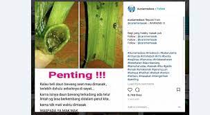 Karna isinya daun bawang terkadang ada telur lintah yg bisa berkembang didalam perut kita. Telur Lintah Menakutkan Di Daun Bawang Radarcirebon Com