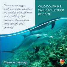 Wild Dolphins Call Each Other By Name Inspirational Calendar Biblical Quotes Inspirational Dolphins
