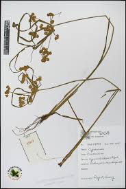 Image result for Courtoisina cyperoides