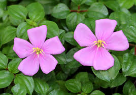 Image result for Dissotis alata