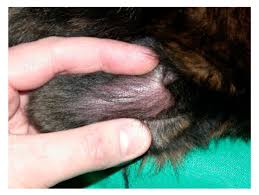 Image result for mold in the ear dog