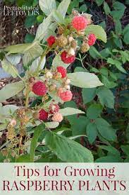 We did not find results for: Tips For Growing Raspberry Plants In Your Garden Including How To Plant Raspberries How To Care For Raspberr Raspberry Plants Growing Raspberries Berry Plants