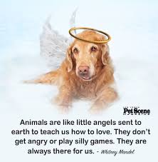 Animals Are Like Little Angels Sent To Earth To Teach Us How To Love They Don T Get Angry Or Play Silly Games T Inspirational Pets Animal Quotes Silly Games