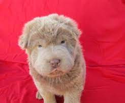 Lilac Bear Coat Shar Pei Shar Pei Puppies Shar Pei Bear Coat Shar Pei