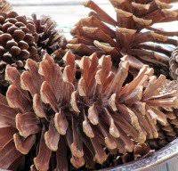 ↑ gathering a pinecone from beneath a pine tree. Pine Cones And Acorns Blog Home Facebook