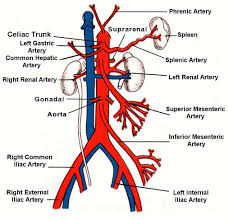 Aorta Anatomy Arteries Anatomy Abdominal Aorta Diagnostic Medical Sonography