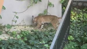 Bobcats are often confused with the other three lynx species, the canadian lynx, iberian lynx and eurasian lynx. Family Of Bobcats Grows Up In Suburban Backyard