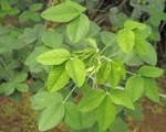 Image result for Crotalaria longithyrsa