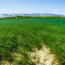 Image result for Zosteraceae