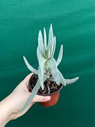 Image result for Crassula perfoliata