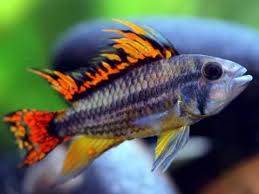 Dwarf Double Red Cockatoo Cichlid Live Fish Prs Cichlids Fish Aquarium Fish Tank