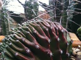Echinopsis 'rainbow bursts' shows up a lot in mixed cactus at the big box stores. Cactguy Echinobivia Hybrid Rainbow Bursts Cristata