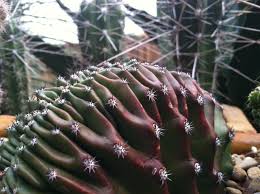 If your echinobivia 'rainbow bursts' cactus is in a pot, place it near a bright window to ensure that it gets a sufficient amount of light. Cactguy Echinobivia Hybrid Rainbow Bursts Cristata