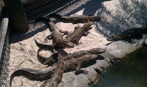 $1 off per player at port richey congo river golf. Baby Alligators Picture Of Congo River Golf Port Richey Tripadvisor