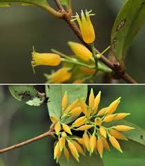 Image result for Loranthaceae