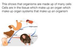 Cell Theory Flow Chart On Flowvella Presentation Software