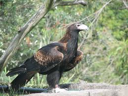 Anda dapat mengunduh gambar png burung rajawali gratis dengan latar belakang transparan dari koleksi terbesar di pngtree. 8 Jenis Elang Terbesar Di Dunia Sudah Tahu Belum