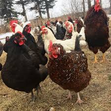 Black And White Speckled Chicken Breed Little Green Wagon Speckled Sussex Black Maran White Leghorn Flock Of Clicks Hens And Roosters Life On The Farm White Leghorns Farm Life Rooster