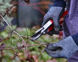 As they mature, many clematis plants have a tendency to produce one stem with. Pruning Clematis Garden World