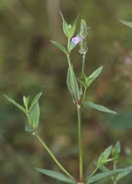 Image result for Rungia