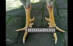 Pin Di Ayam Aduan Sabung Ayam Laga Ayam