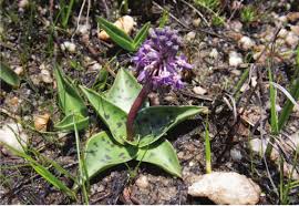 Image result for Ledebouria Unidentified sp. no4.