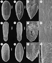 Image result for Otiophora inyangana