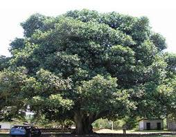 Growing fruit trees in buckets or a similar container is an excellent way to cultivate your own fruit, even in small spaces. What Are Some Of The Best Fast Growing Trees For Both Shade And Fruit Nuts Gardening Landscaping Stack Exchange