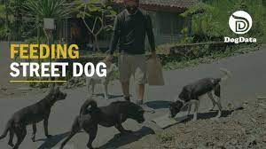 Dogstrust.com will provide contact details of attorneys at law. Mydogdata